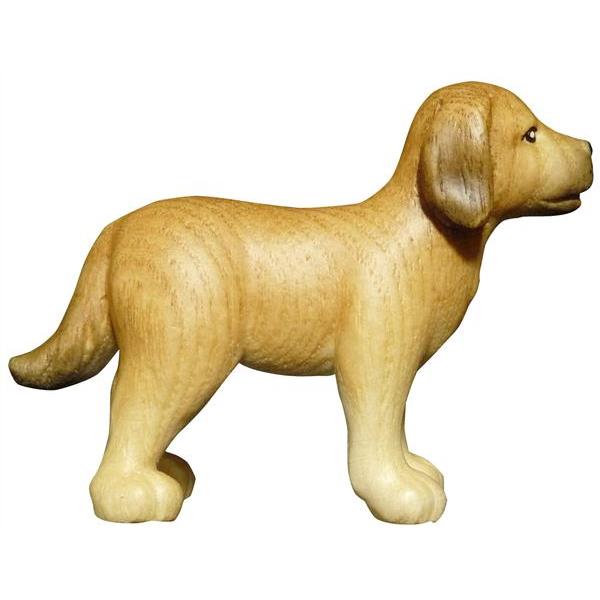 Cane  Labrador frassino - naturale