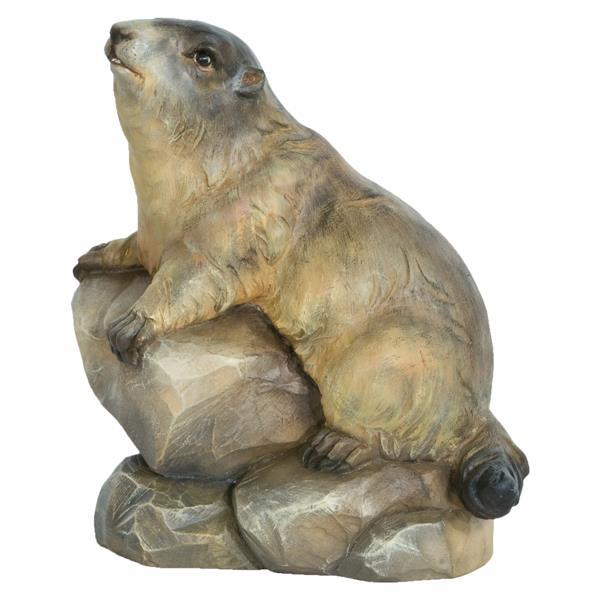 Marmotta maschio - colorato