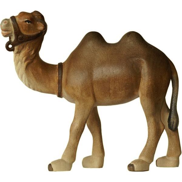 Camello - Acquarello